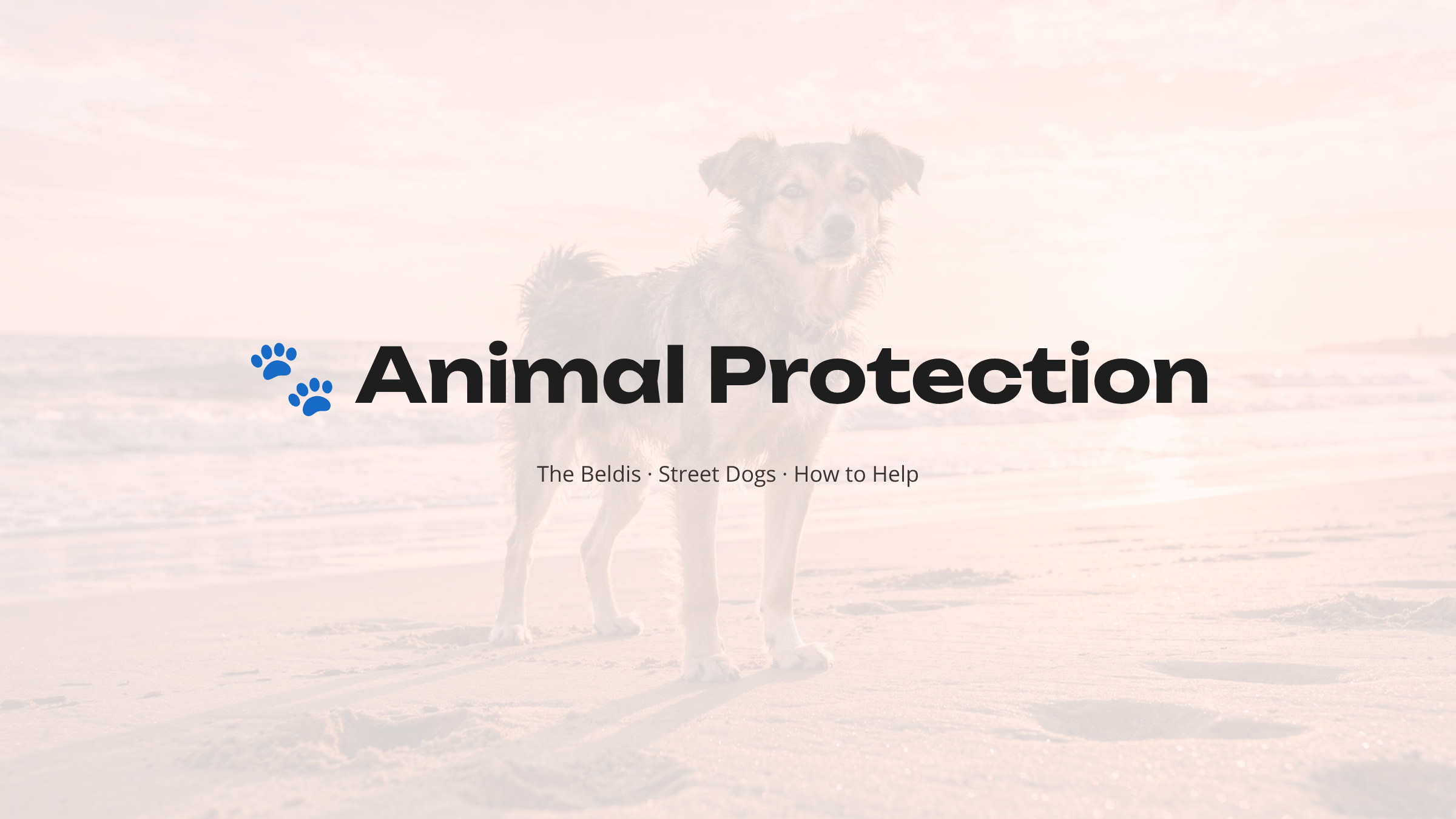 Animal Protection — The Beldis · Street Dogs · How to Help