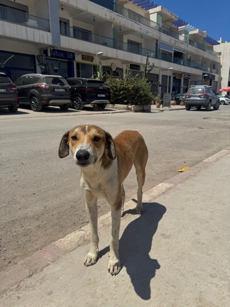 Save The Paws — street dog outside Tabac 38 in the Agadir area