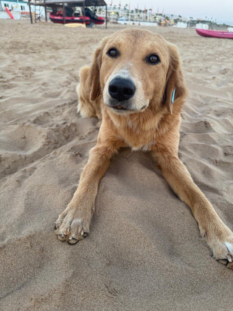 Save The Paws — beach dog with blue ear tag